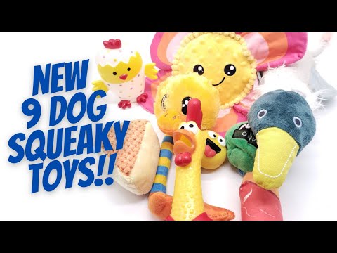 Dog Squeaky Toys: 9 Different Squeaky Toy Sounds To CALL Your Dog