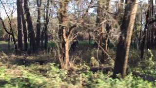 Logan tests out #sacfoxsingletrack after helping repair some trail damage.
