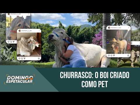 Churrasco, o boi de 500 kg, conquista a internet e vira sensação em Sapucaia (RJ)