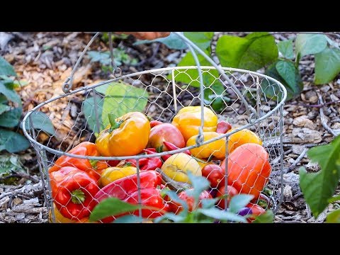 download lagu mp3 mp4 Harvest Natural, download lagu Harvest Natural gratis, unduh video klip Harvest Natural