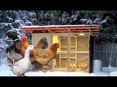 Hühner im Winter - Gesundheitstipps