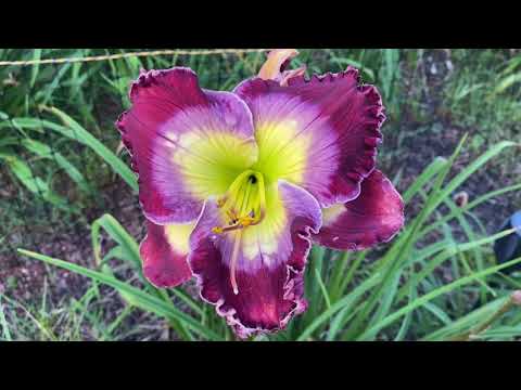 Lewis Daylily Garden 7-26-21