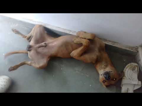 Rocket sleepin and having nice dreams