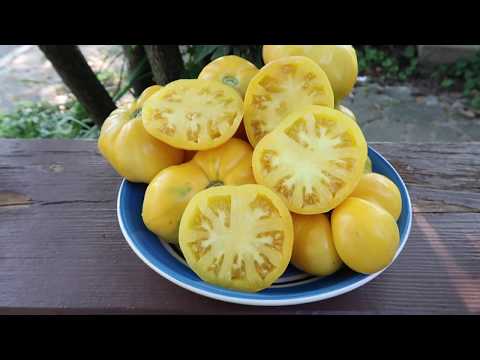 Viva Le Bruno White Tomato. Incredibly Tasty, Excessively Prolific, Disease Resistance.