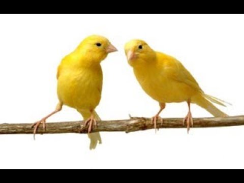 CANARIO BELGA CAMPAINHA LUTEUS