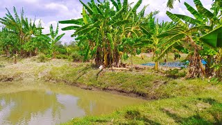 Download the video "Importance of forest gardening"