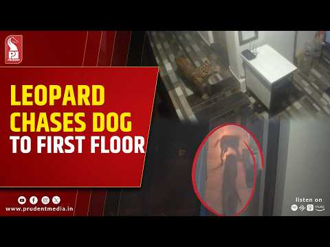 Leopard Enters Guest House In Varchawada, Attacks Dog