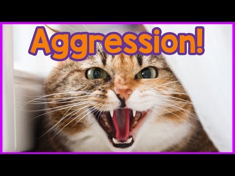 Why is My Cat Aggressive? Reasons Your Cat is Aggressive & How to Help!