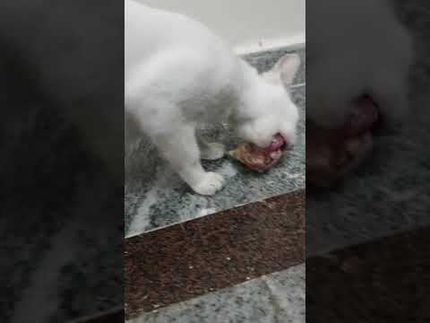 Cute Kitten's Mom Pure White Cat🐈 is Eating Chicken🐔Lovely😋|Likes So much |Pregnant Cat Very Pretty