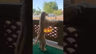 Amazing facts about Afghan Hound dog #dog #facts #short