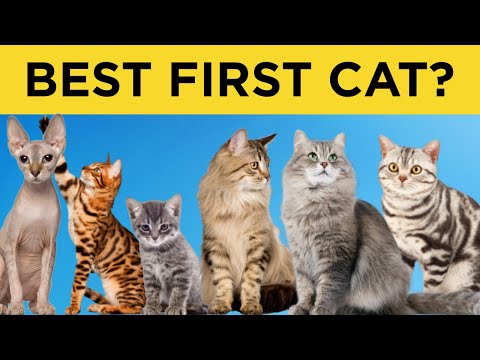 8 BEST CATS FOR FIRST TIME OWNERS 🐈