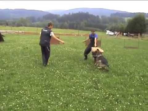 Charlie z údolí Úpy - nácvik úposlušnosti a obrany věk 10 měsíců