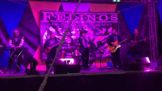 No quiero volver  - Los Felinos de Paysa Maldonado 6 de febrero 2016