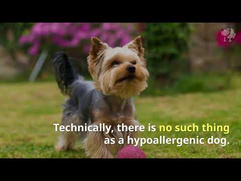 3rd YouTube video about are yorkies hypoallergenic dogs