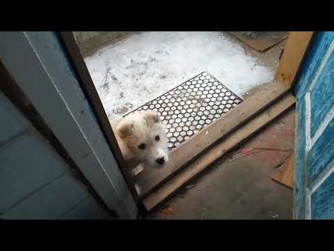 03,03,2019_Шарику 2 месяца - Шарику 1 год