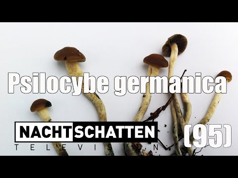 Psilocybe germanica - ein Phantom?