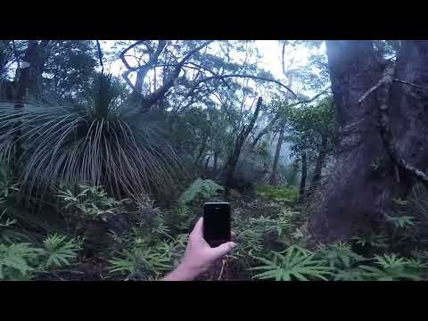 Yowie Jumps Between Two Trees On Top Of The Mountain