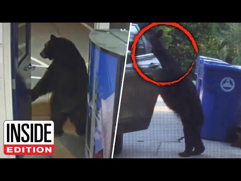 Bears Where They Don't Belong (Bear Where They Don't Belong) (Bears Where They Don't Belong)