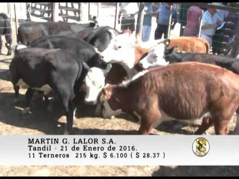 21-01-16 Venta de Machos - Martin G. Lalor S.A. - Tandil.