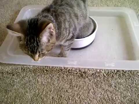 When your cat doesn't know what a water bowl is for...