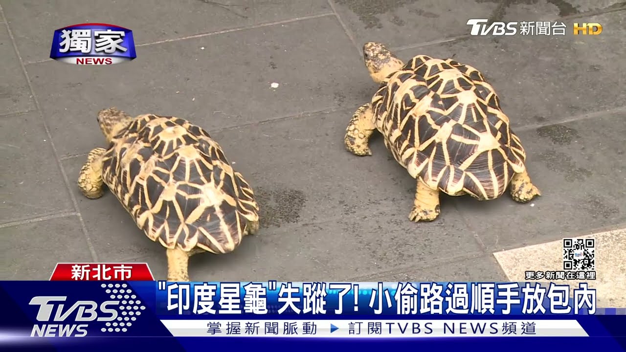 「印度星龜」失蹤了! 小偷路過順手放包內