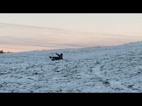 Marius falder i sne!