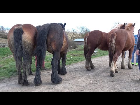 Caii lui Cristinel de la Ghiroda, Timis - 2023 Nou!!!