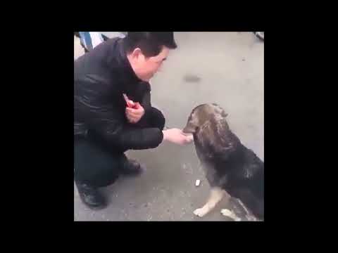 A man handshake with a dog