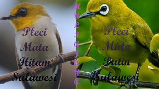 Download lagu Master burung pleci mata Putih dan Mata Hitam mp3 Download lagu Master burung pleci mata Putih dan Mata Hitam mp3