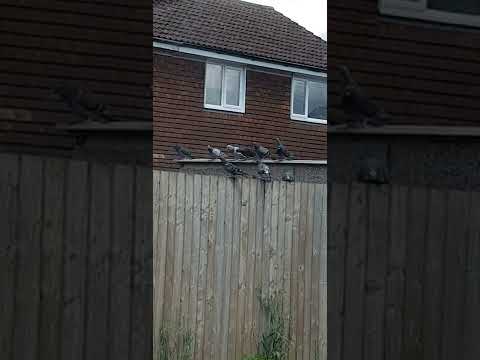 wild pigeon patrol with the knotman