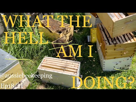 Aussie Bee Keeping - Making Splits to Stop Swarming - Plastic Frames and Exciting News! 30 Nov 21