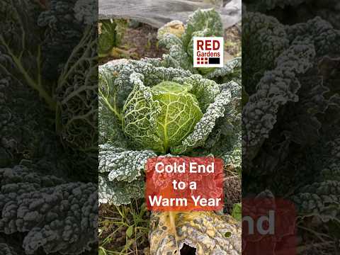 Late Freeze Caps Warm Year: Climate Impact on Growth