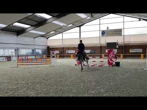 Chacco-white - Approved Stallion