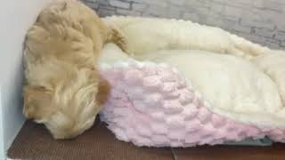 ハーフ犬の動画01