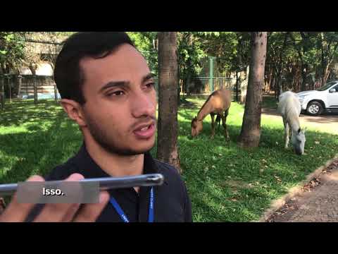 Cavalos soltos atrapalham trânsito no bairro Santana