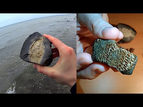 Korallen! Fossiliensuche an der Ostsee #4