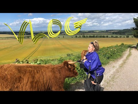 WHEN COWS ATTACK - The South Downs