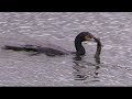 A Cormorant Swallows An Eel