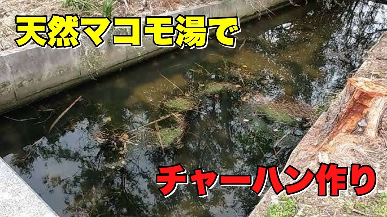 天然マコモ湯でチャーハンとカクテル作ってみた