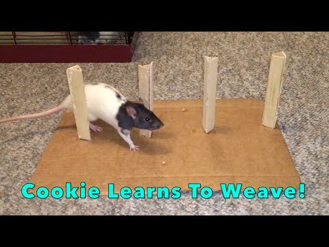 Cookie Learns To Weave!