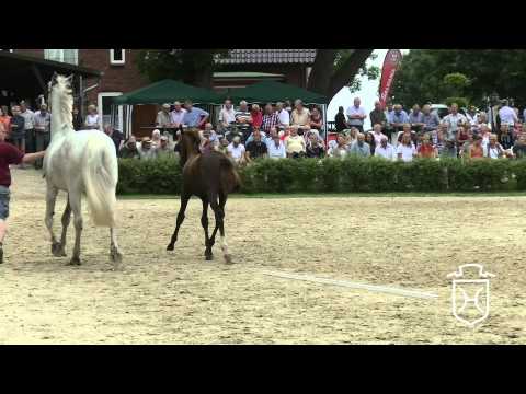 RD073 Stutfohlen von Cascadello I   Carthago   Caretino Apple Geräte HD Höchste Qualität