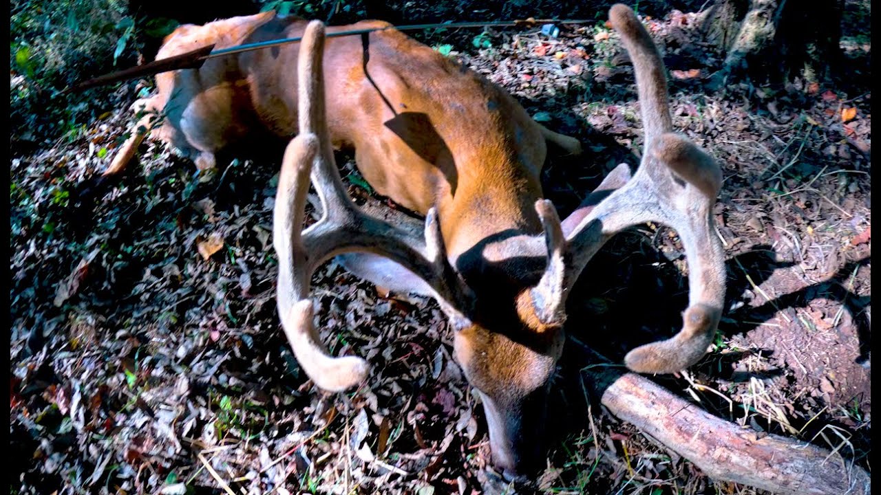 Spearing a whitetail buck in velvet