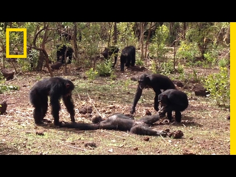 , title : 'Aftermath of a Chimpanzee Murder Caught in Rare Video | National Geographic'
