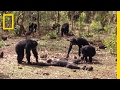 Aftermath of a Chimpanzee Murder Caught in Rare Video | National Geographic