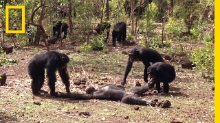 Aftermath of a Chimpanzee Murder Caught in Rare Vi