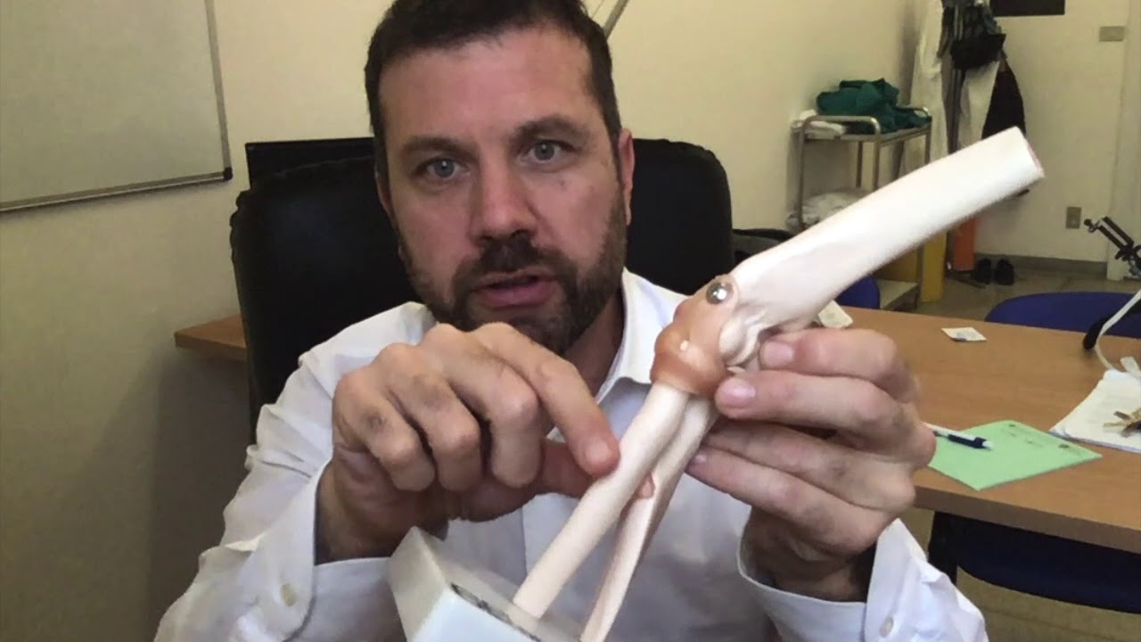 Come funziona il tendine del bicipite distale