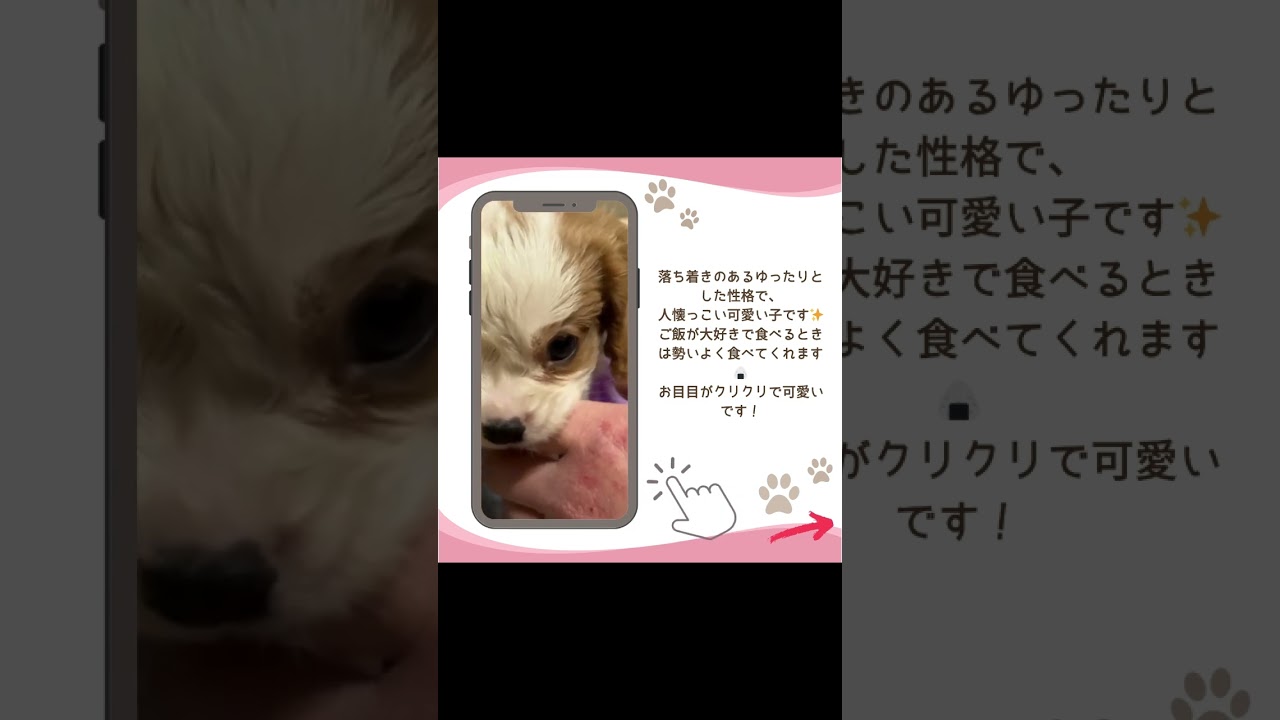 可愛い♡わんこ紹介♪ #子犬 #小型犬 #キャバリア #ブリーダーナビ