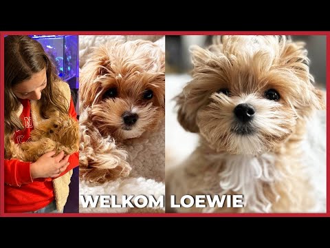 OUR NEWEST FAMILY MEMBER IS HERE! WELCOME LOEWIE! 🐶🐾- #1640