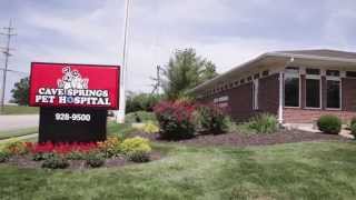 preview picture of video 'Cave Springs Pet Hospital - Short | St. Peters, MO'