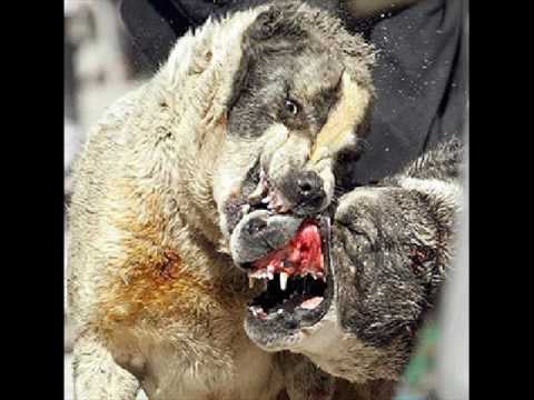 Dvojity Postup - Źivot  ft. MapeMaska (prod.Gypso)